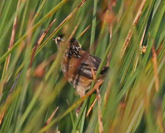 Photo (15): Sedge Wren