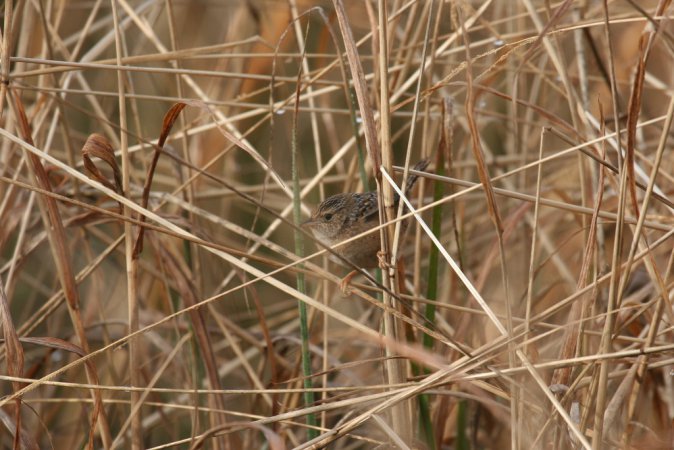 Photo (8): Sedge Wren