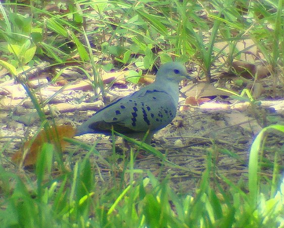 Photo (3): Blue Ground Dove