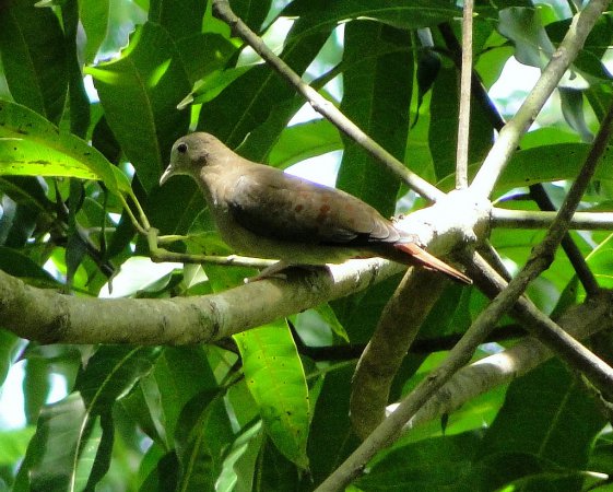 Photo (2): Blue Ground Dove