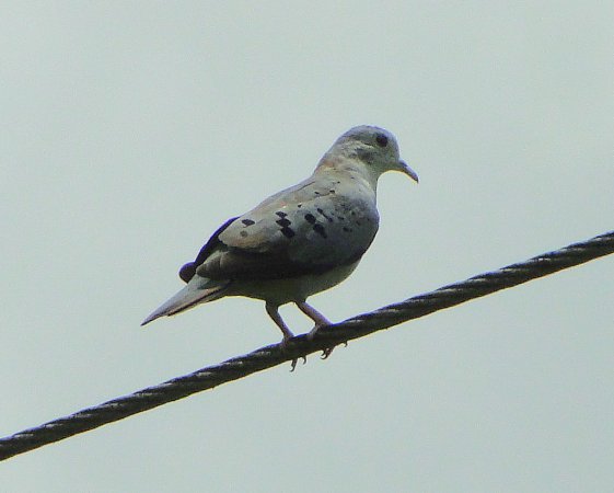 Photo (1): Blue Ground Dove