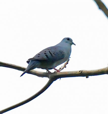 Photo (4): Blue Ground Dove