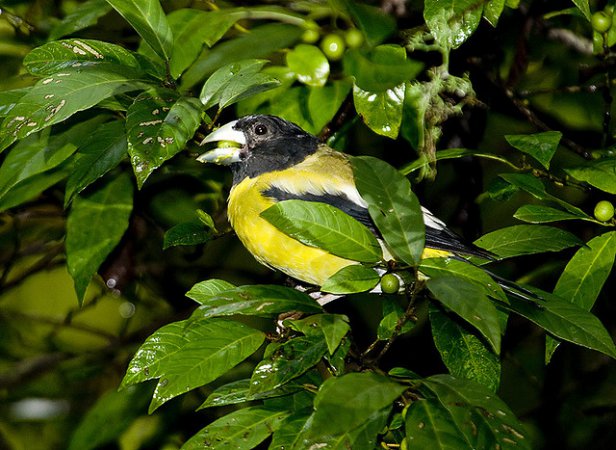 Photo (1): Hooded Grosbeak
