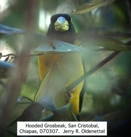 Photo (3): Hooded Grosbeak