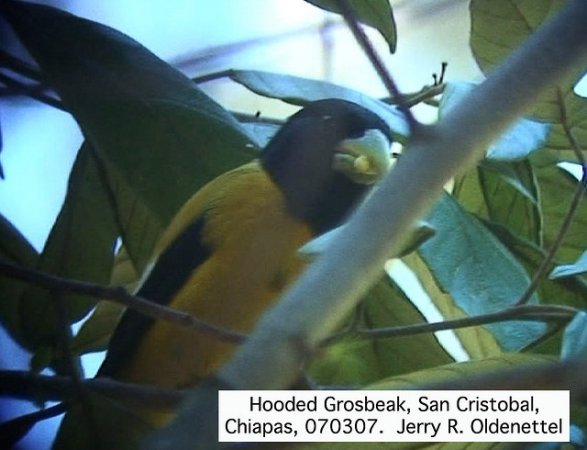 Photo (4): Hooded Grosbeak