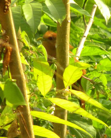 Photo (3): Little Cuckoo