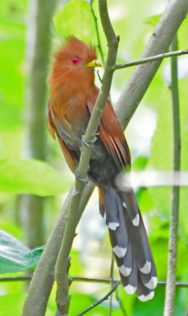Photo (2): Little Cuckoo