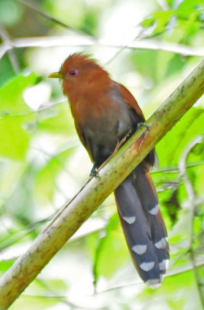 Photo (1): Little Cuckoo