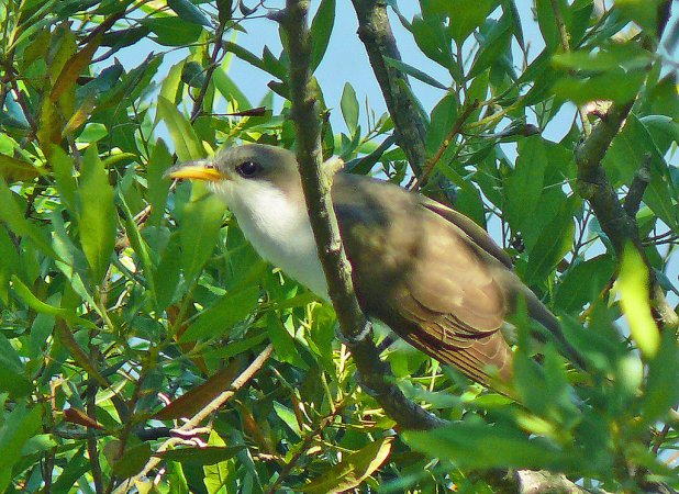 Photo (5): Yellow-billed Cuckoo