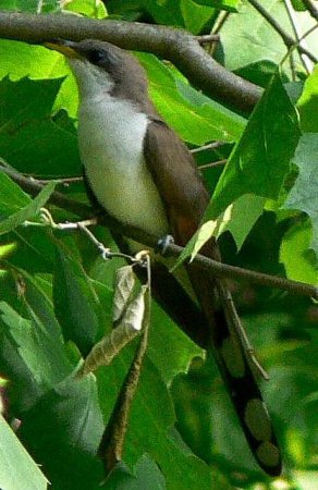 Photo (19): Yellow-billed Cuckoo