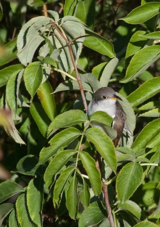 Photo (6): Yellow-billed Cuckoo
