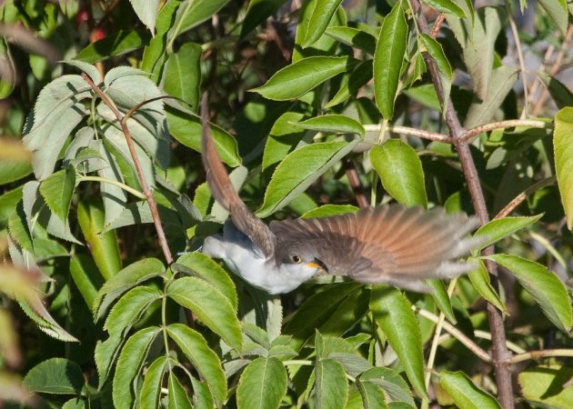 Photo (10): Yellow-billed Cuckoo