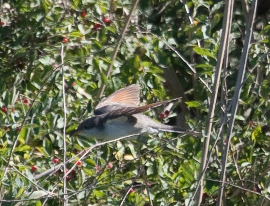 Photo (20): Yellow-billed Cuckoo