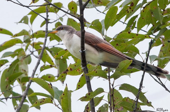 Photo (22): Yellow-billed Cuckoo