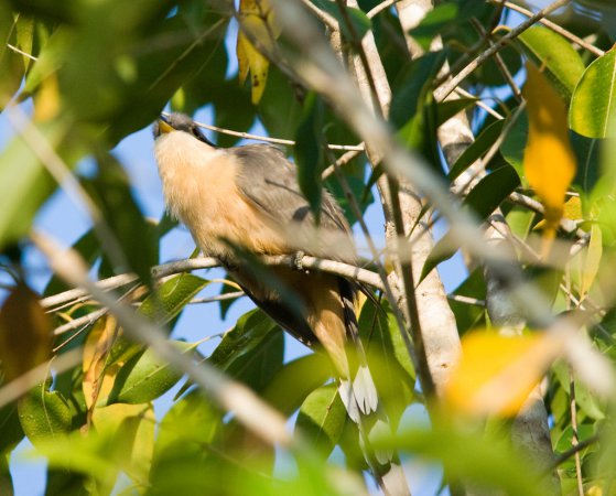 Photo (9): Mangrove Cuckoo