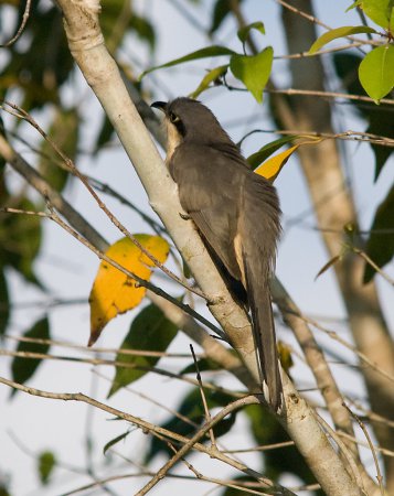 Photo (14): Mangrove Cuckoo