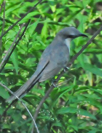 Photo (15): Mangrove Cuckoo