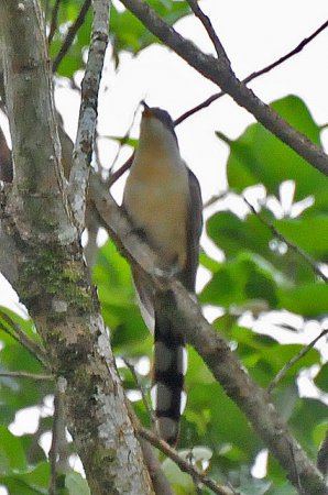 Photo (13): Mangrove Cuckoo