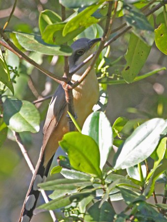 Photo (12): Mangrove Cuckoo