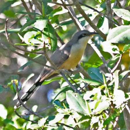 Photo (10): Mangrove Cuckoo