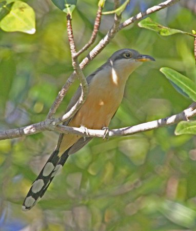 Photo (8): Mangrove Cuckoo