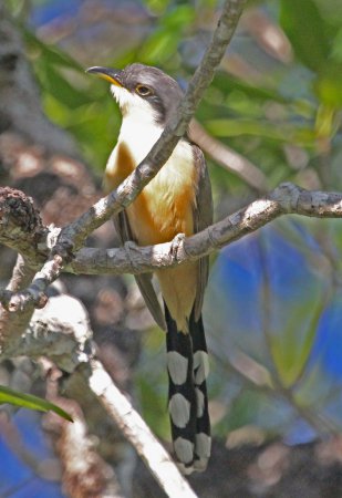 Photo (5): Mangrove Cuckoo