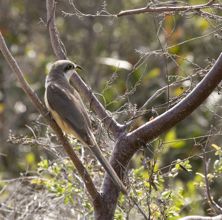 Photo (4): Mangrove Cuckoo