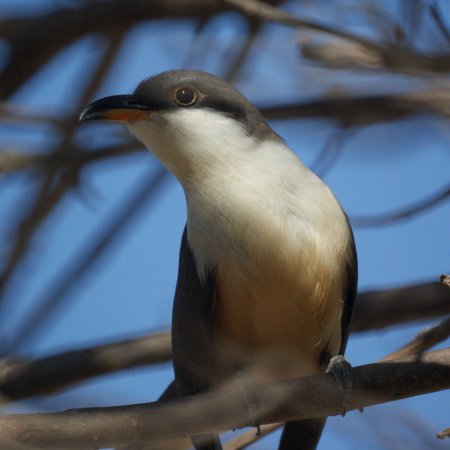 Photo (6): Mangrove Cuckoo