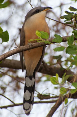 Photo (3): Mangrove Cuckoo