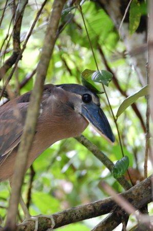 Photo (11): Boat-billed Heron