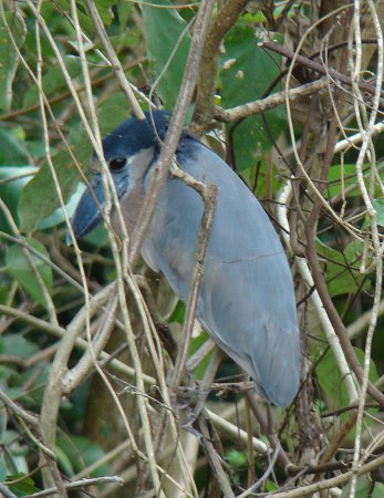 Photo (14): Boat-billed Heron