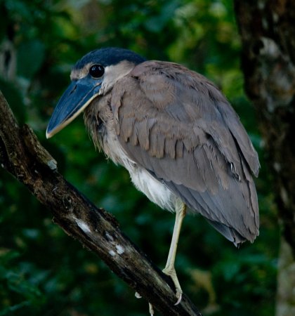 Photo (1): Boat-billed Heron