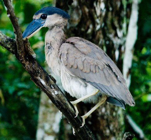 Photo (4): Boat-billed Heron