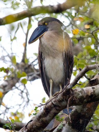 Photo (17): Boat-billed Heron