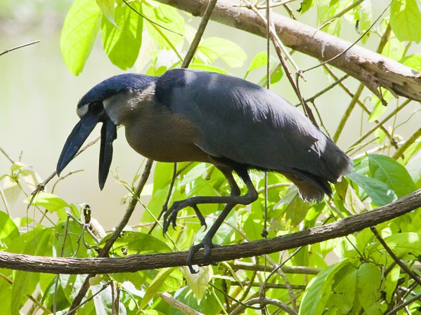 Photo (12): Boat-billed Heron