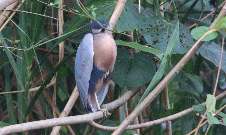 Photo (15): Boat-billed Heron