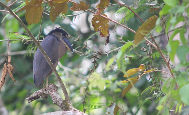 Photo (20): Boat-billed Heron