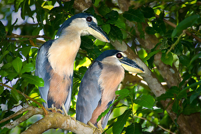 Photo (6): Boat-billed Heron