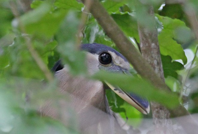 Photo (18): Boat-billed Heron