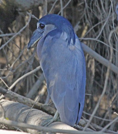 Photo (21): Boat-billed Heron