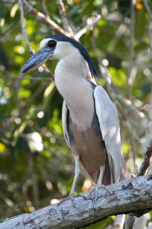 Photo (13): Boat-billed Heron
