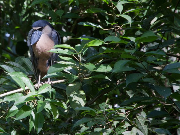 Photo (24): Boat-billed Heron