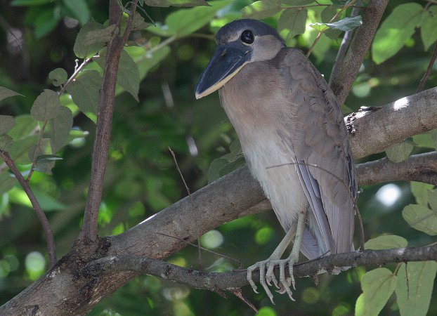 Photo (5): Boat-billed Heron