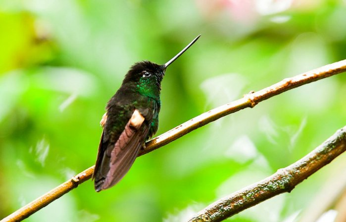 Photo (5): Buff-winged Starfrontlet