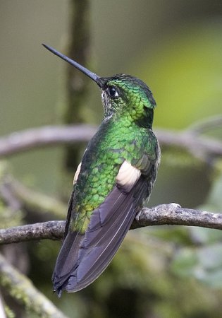 Photo (6): Buff-winged Starfrontlet