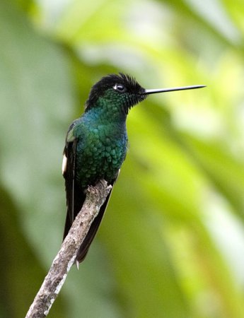 Photo (3): Buff-winged Starfrontlet