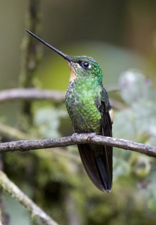 Photo (2): Buff-winged Starfrontlet