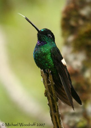 Photo (1): Buff-winged Starfrontlet