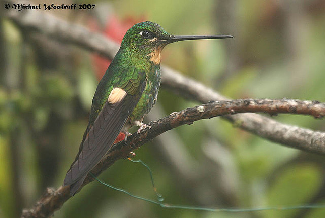 Photo (4): Buff-winged Starfrontlet
