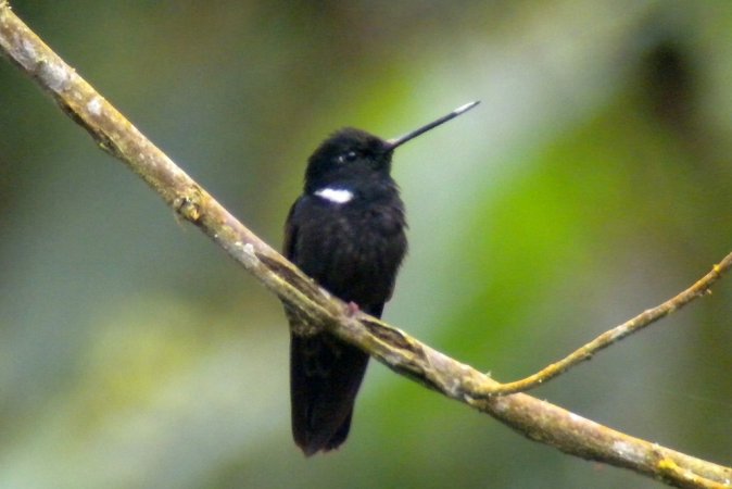 Photo (1): Black Inca